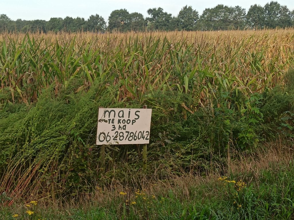 Mais Te Koop, Ophalen, Overige soorten