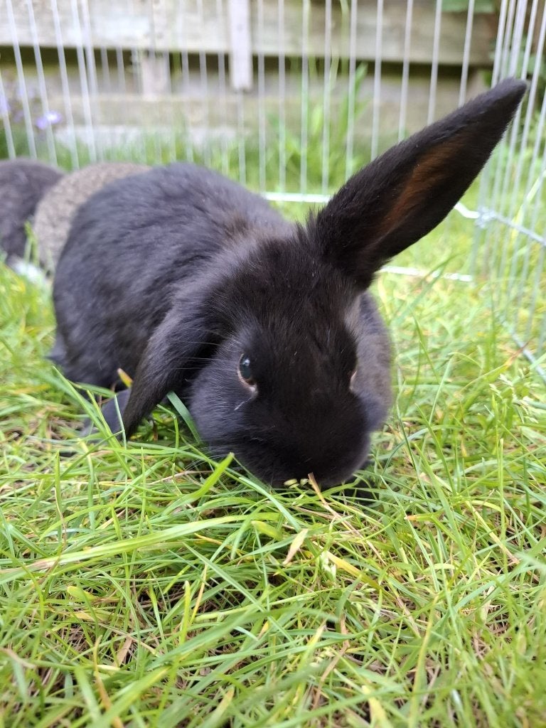 Jonge Nederlandse hangoren, Dieren en Toebehoren, Konijnen, Meerdere dieren, Klein, Hangoor, 0 tot 2 jaar