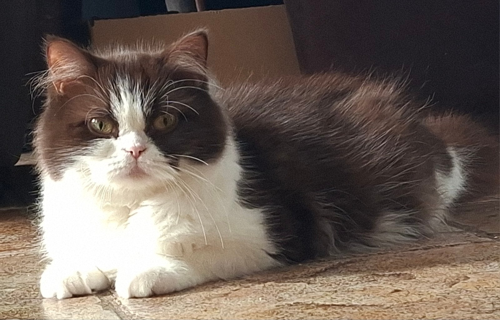 Prachtige Britse Langhaar Poes, Poes, Gechipt, 0 tot 2 jaar