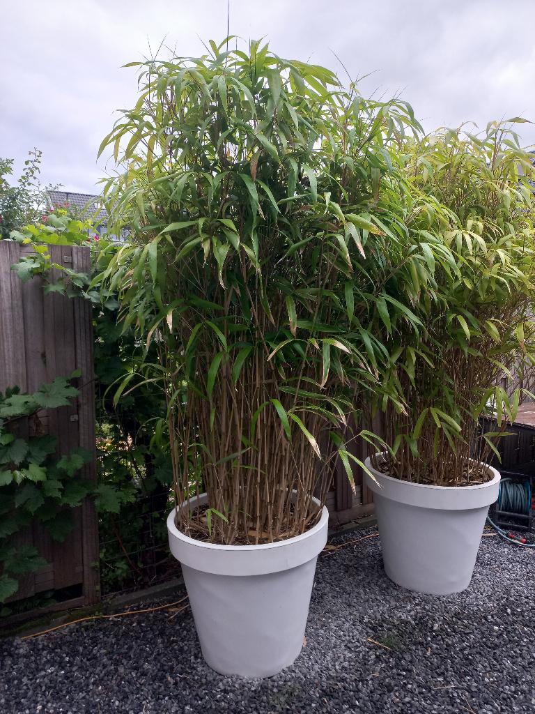 Bamboes in grote pot  95.00 per stuk  moet weg !!!, Ophalen, Vaste plant, Siergrassen, Bloeit niet