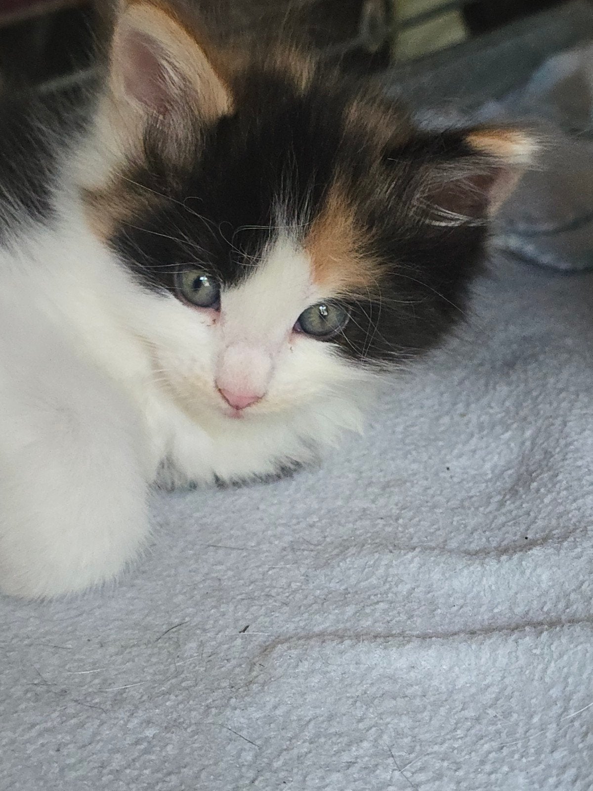 Prachtige  maincoon kittens, Poes, Ontwormd, 0 tot 2 jaar