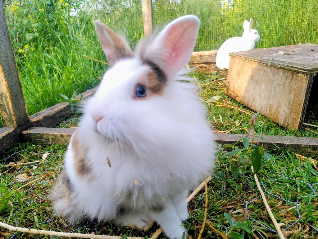 Mooi dwergkonijn zoekt vriendinnetje, Dieren en Toebehoren, Mannelijk, Dwerg, 0 tot 2 jaar