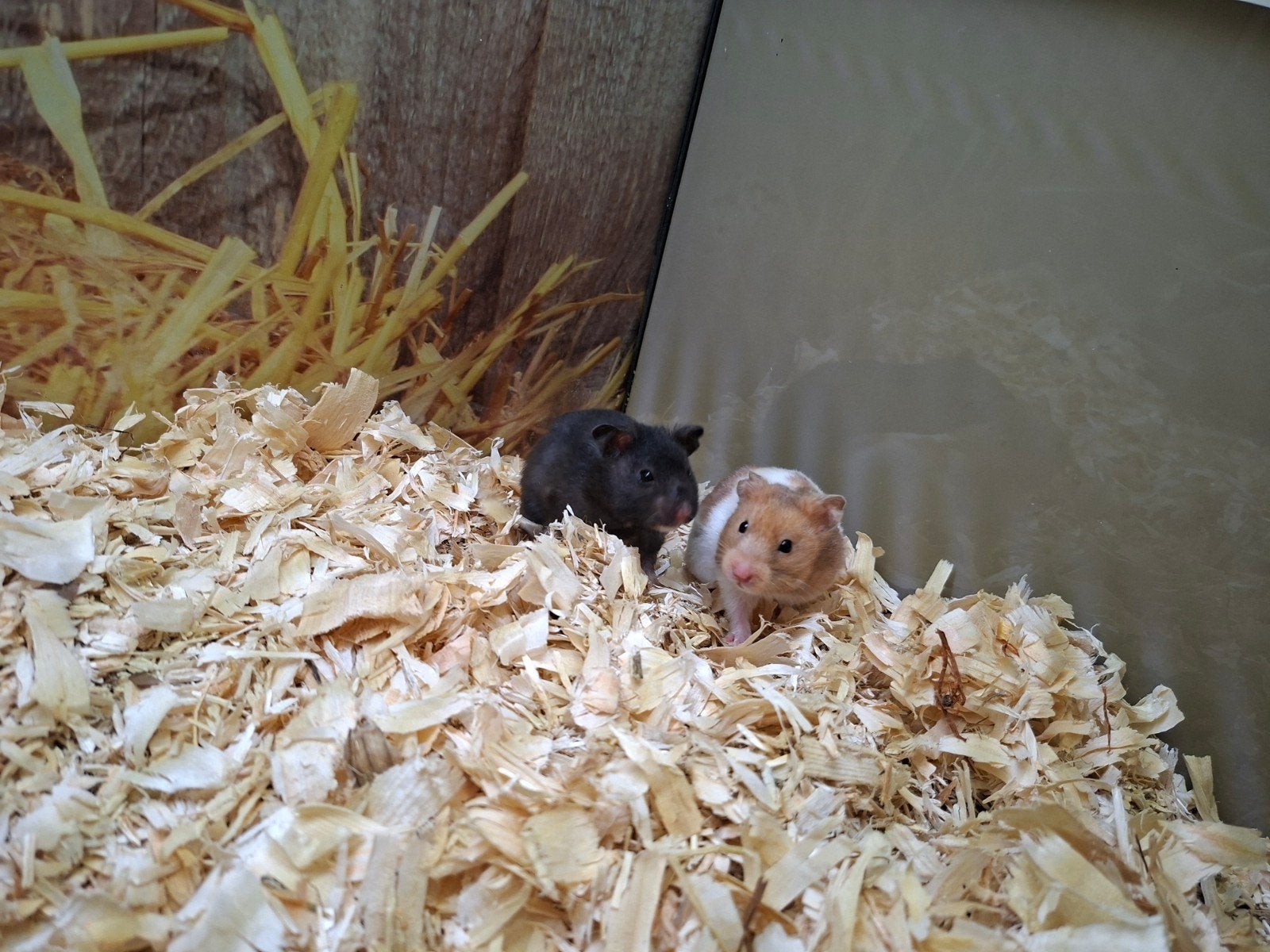 Hele lieve Syrische hamster vrouwen, Dieren en Toebehoren, Juli, Vrouwelijk, Hamster