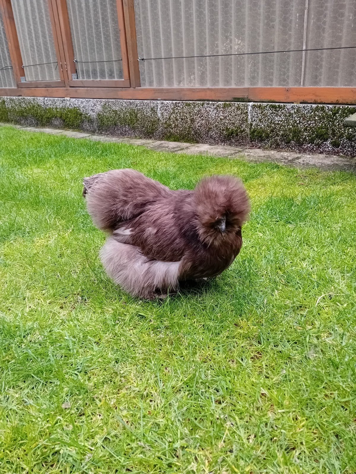 Lieve zijdehoen hen, Vrouwelijk, Kip