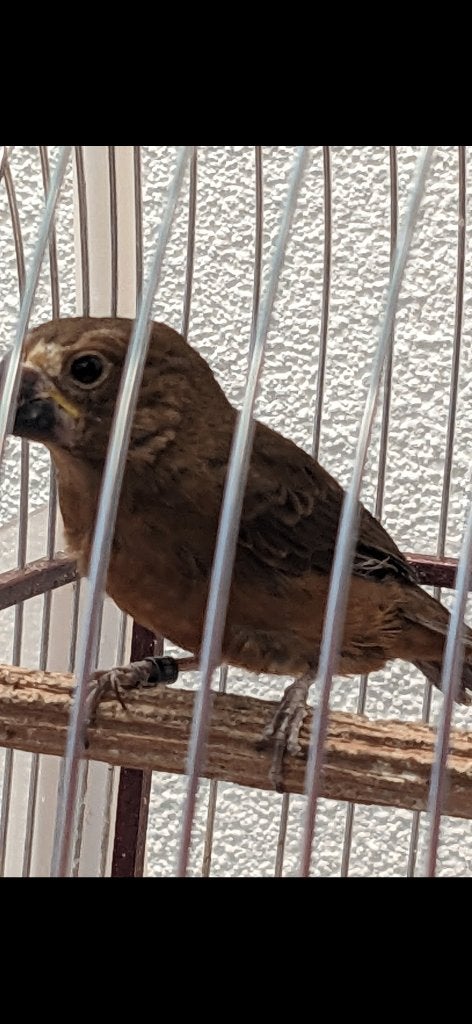 twatwa twa twa, Dieren en Toebehoren, Mannelijk, Wildzangvogel, Geringd