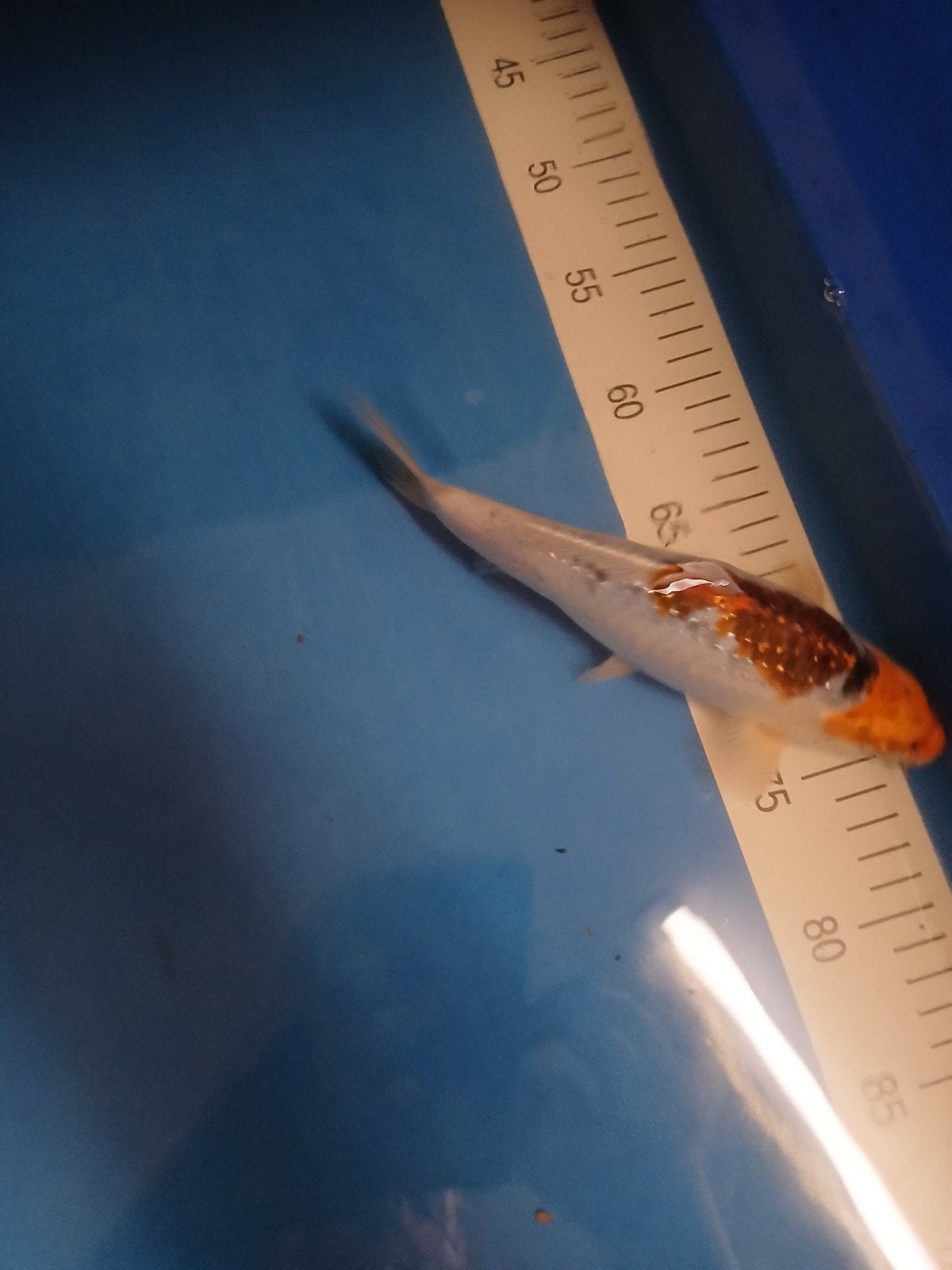 Koi karper, Dieren en Toebehoren, Vissen | Vijvervissen, Karper of Koi