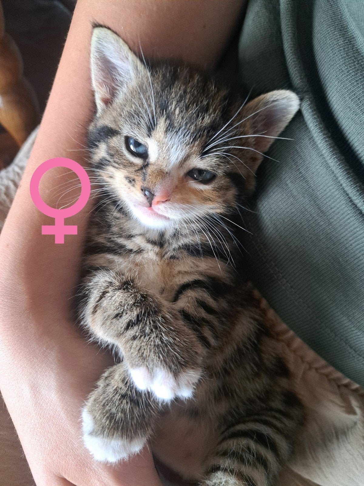 Superlieve cyperse kittens, Dieren en Toebehoren, Poes, Kortharig, 0 tot 2 jaar