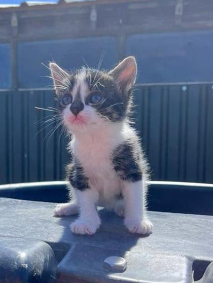 Super lieve kittens, Dieren en Toebehoren, Meerdere dieren, Kortharig, 0 tot 2 jaar