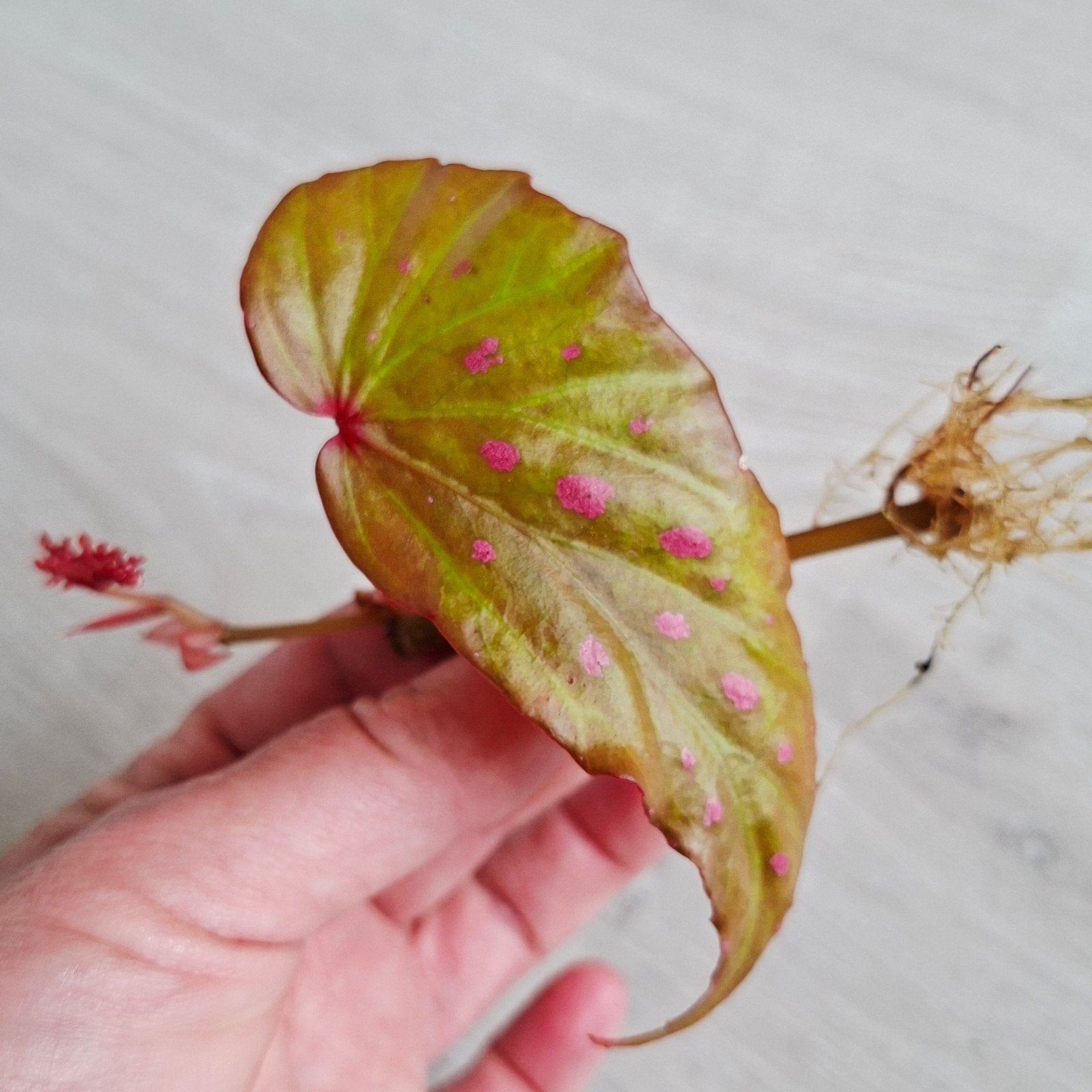 Begonia Negrosensis  x Malachosticta stekje, Ophalen of Verzenden, Halfschaduw, Minder dan 100 cm