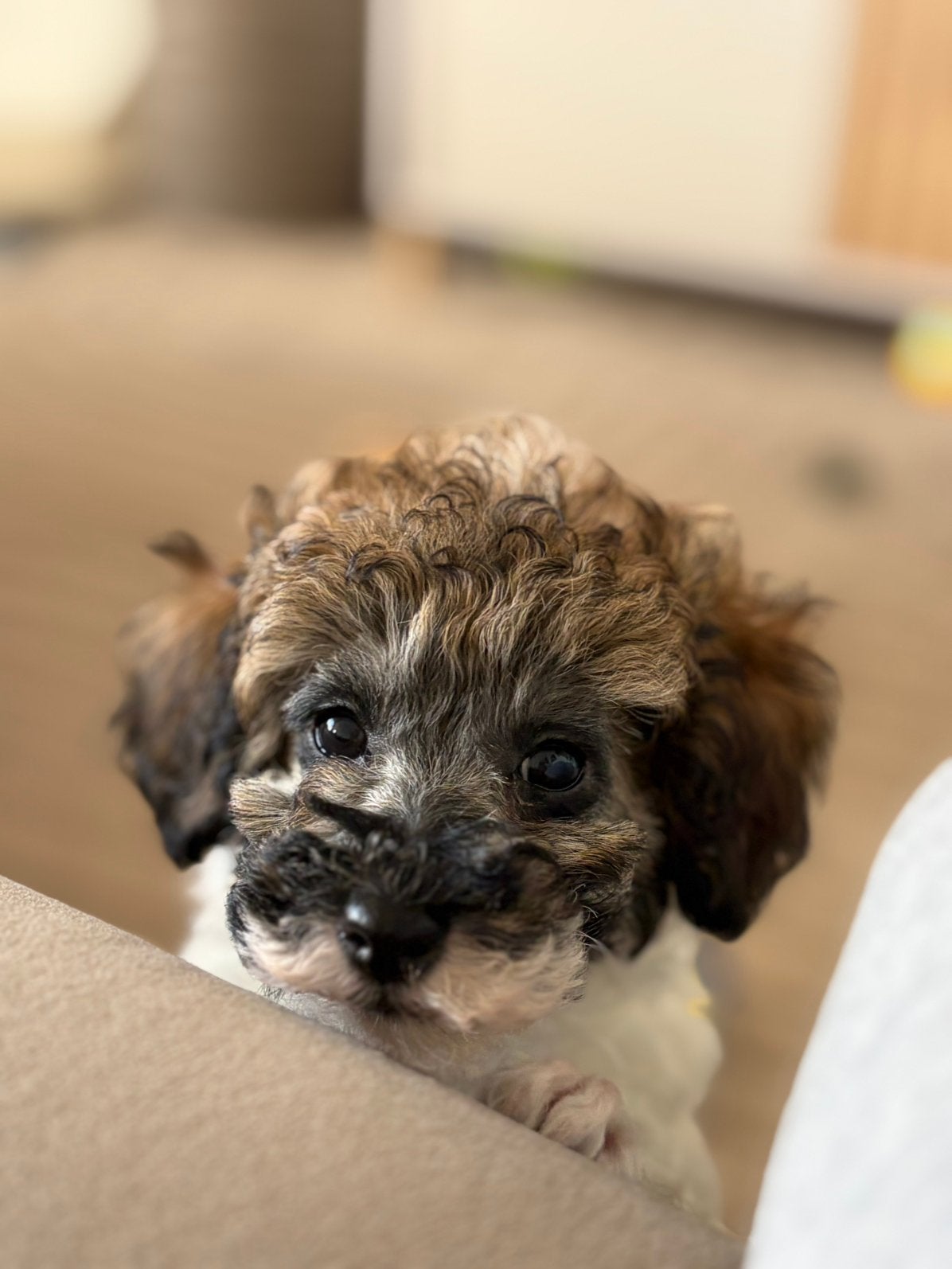 Nairo zoekt warm thuis, Dieren en Toebehoren, Poedel, Reu, 8 tot 15 weken, Eén hond