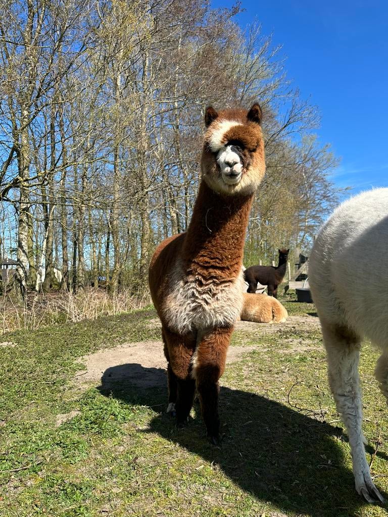 Bonte alpaca merrie, Dieren en Toebehoren, Overige Dieren, Maart, Vrouwelijk