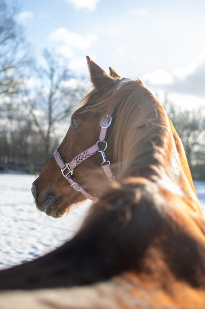Nieuw! X-full leren glitter halsters 3 kleuren, Ophalen of Verzenden, Nieuw