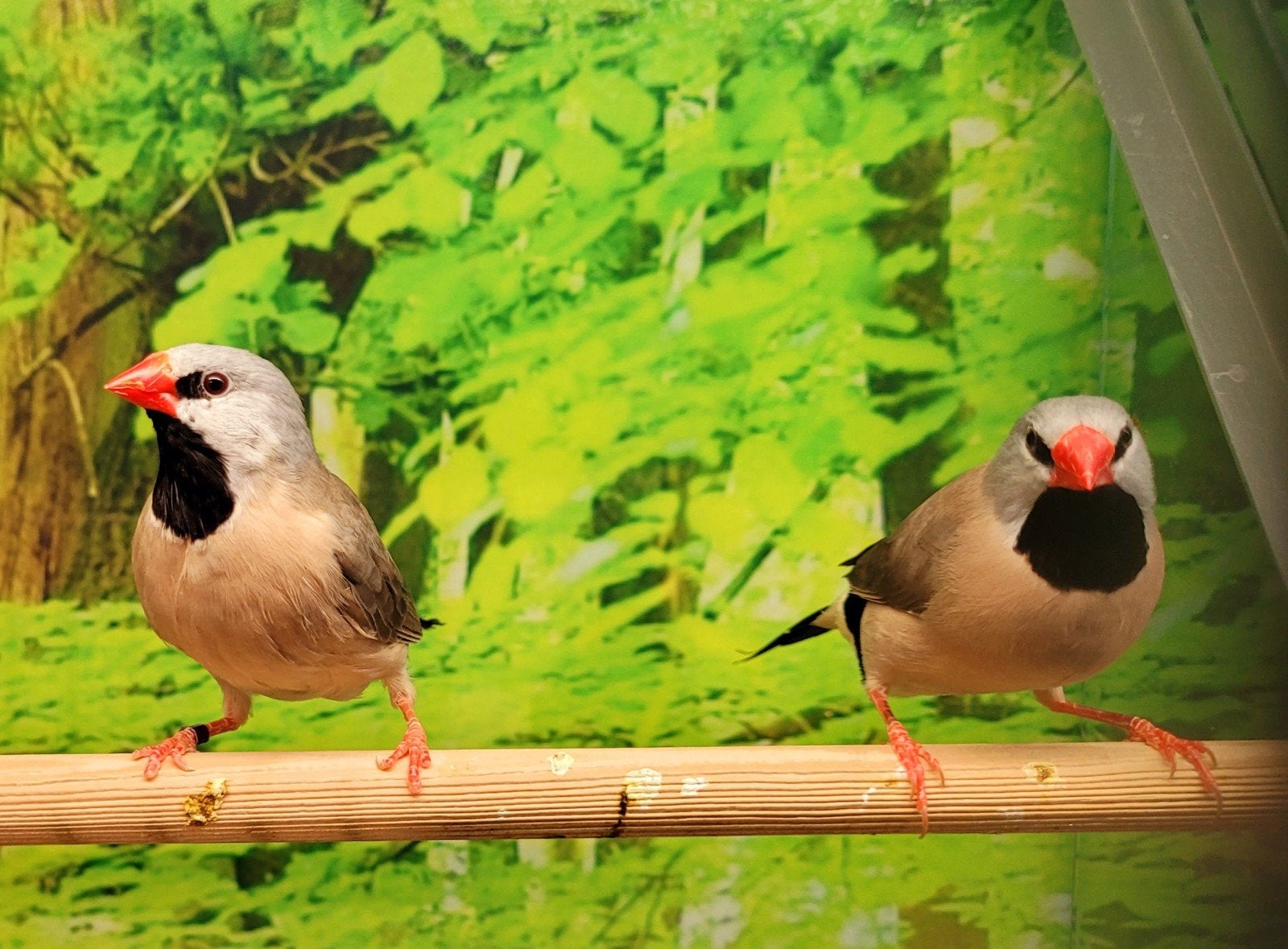 Spitsstaartamadines  wildkleur, Meerdere dieren