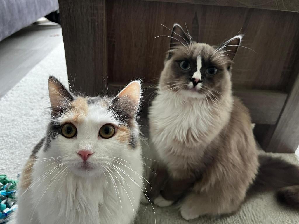 Twee zusjes, Dieren en Toebehoren, Katten en Kittens | Raskatten | Langhaar, Poes, 0 tot 2 jaar