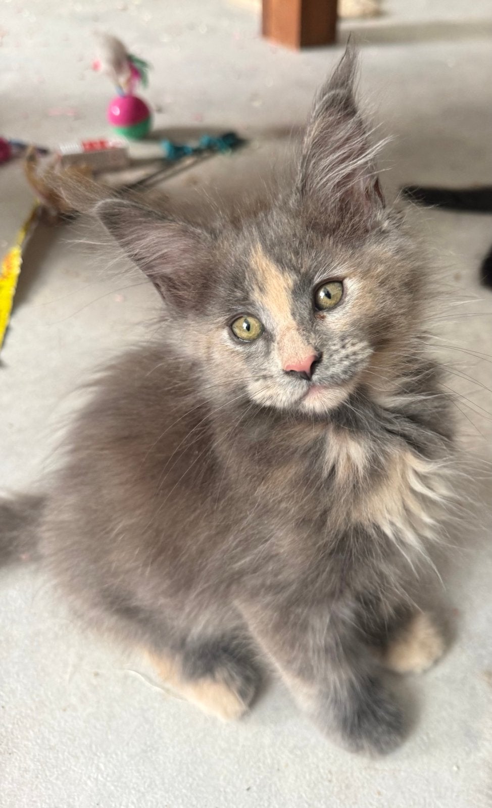 Maine Coon kittens met stamboom Cattery  Maymaydy blau torti, Meerdere dieren, Met stamboom