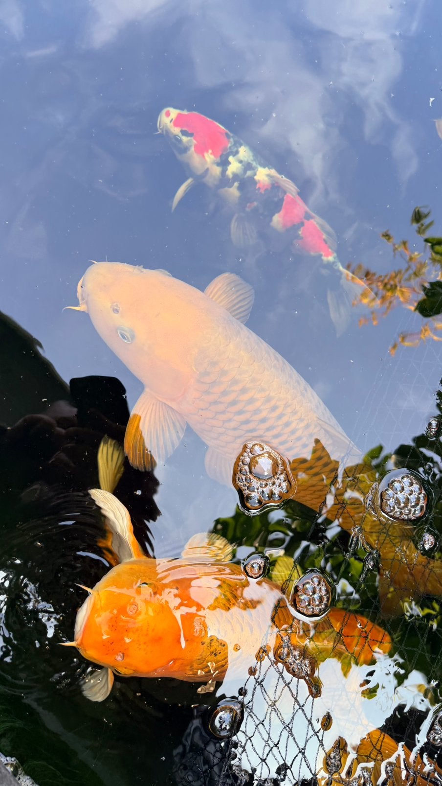 Jumbo chagoi chocoladebruin, Dieren en Toebehoren, Vissen | Vijvervissen, Karper of Koi
