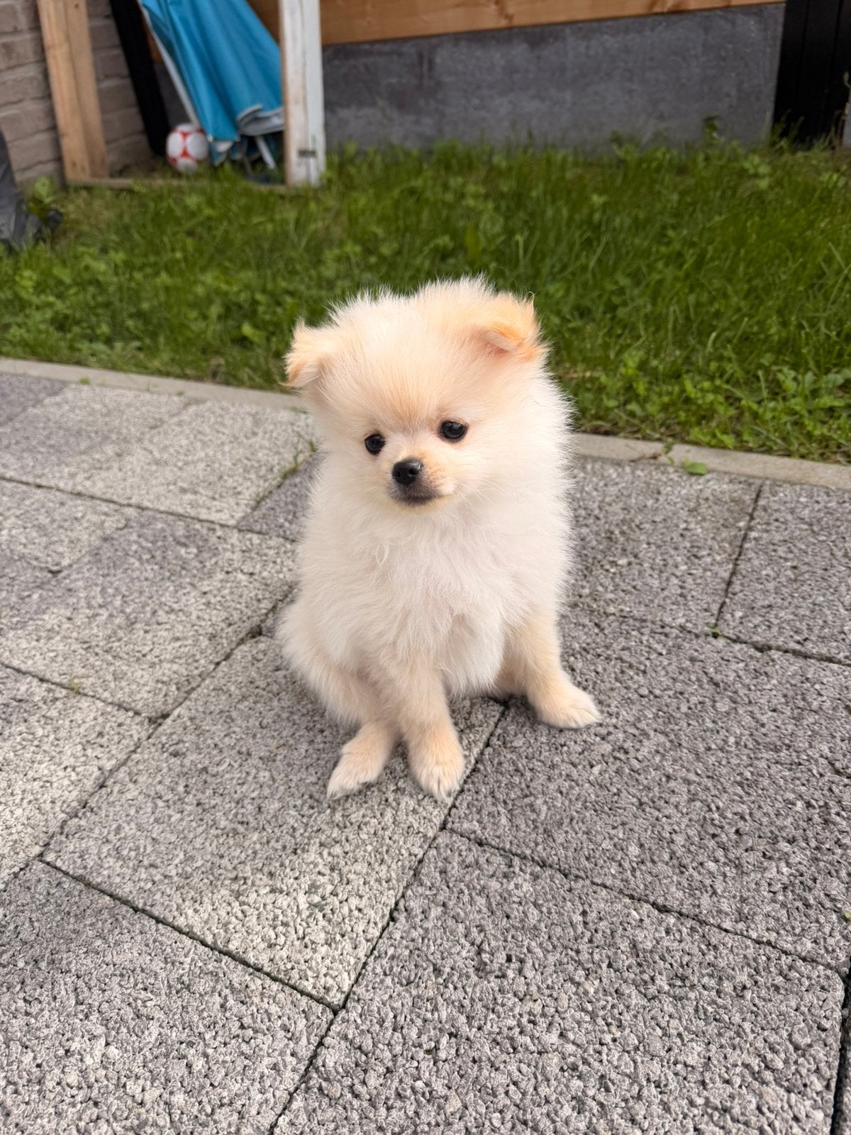 Pomeriaan reutje pup te koop, Dieren en Toebehoren, België, Particulier, Keeshond, Reu