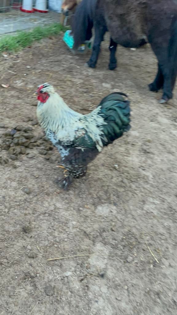 2 mooie brahma haan, Mannelijk, Kip