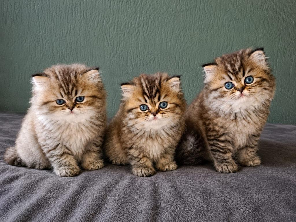 Perzische katers met neus en stamboom, Kater, Met stamboom, 0 tot 2 jaar