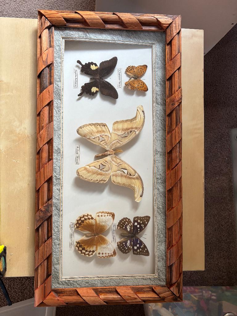Grote ingelijste Atlas Moth & exotische vlinders – 60 cm, Ophalen of Verzenden, Zo goed als nieuw, Insect, Opgezet dier