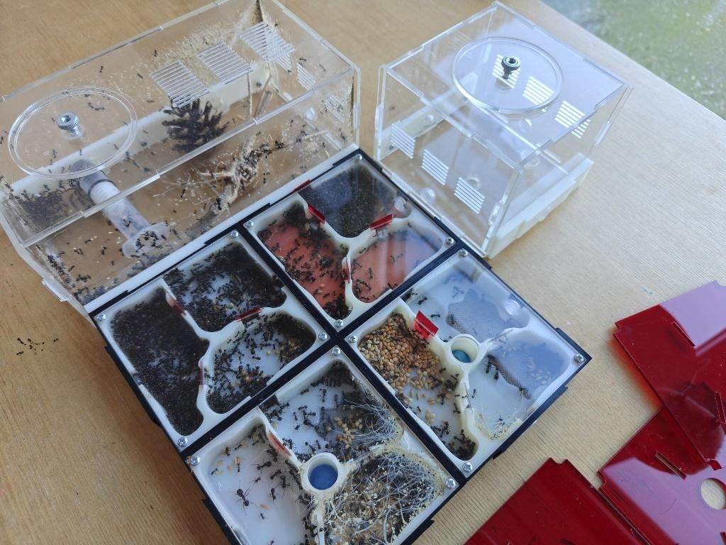 Messor Barbarus Mierenkolonie 1q 1000+w met Formicarium, Mieren