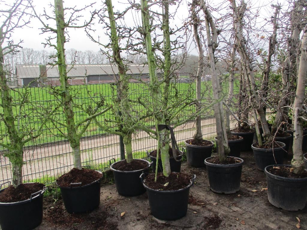 Oude perenbomen GieserWildeman Stoofpeer,Conference handpeer, Tuin en Terras, Planten | Bomen, Overige soorten, Lente, 250 tot 400 cm