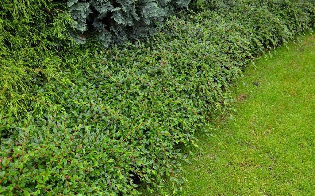 Cotoneaster – Euonymus ACTIE dwergmispel heester, Tuin en Terras, Ophalen of Verzenden, Overige soorten, Haag, Minder dan 100 cm