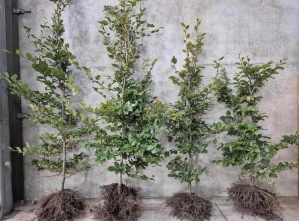 Haagplanten groene beukenhaag Fagus & Haagbeuk Carpinus, Tuin en Terras, Planten | Struiken en Hagen, Ophalen of Verzenden, Beukenhaag