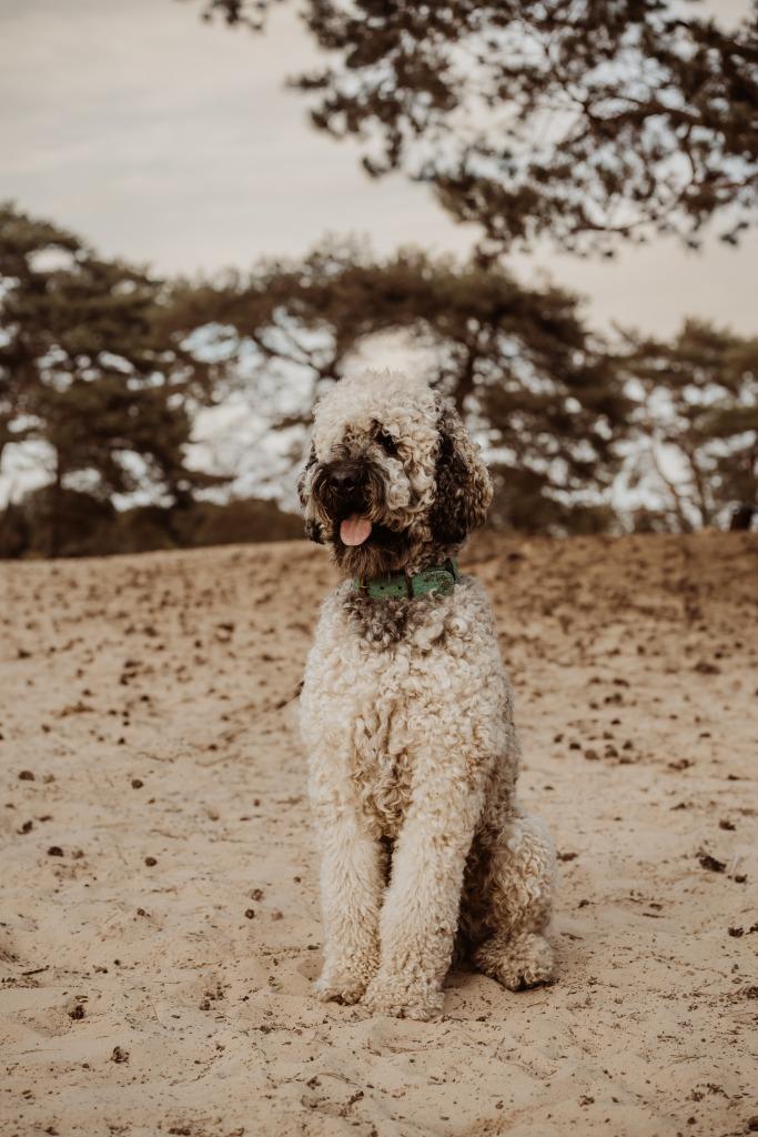 Dekreu Labradoodle F4B (NIET TE KOOP), Parvo, Reu, Eén hond, 3 tot 5 jaar