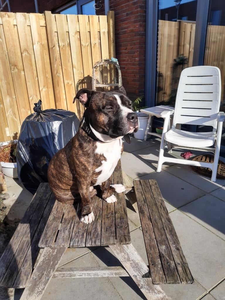 Sociale Dekreu NIET TE koop, Dieren en Toebehoren, Eén hond, 3 tot 5 jaar, HCC (leverziekte), Nederland