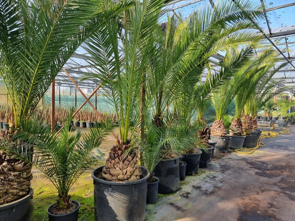 Grote Phoenix canariensis palmbomen, Tuin en Terras, Planten | Bomen, 250 tot 400 cm, Zomer, Palmboom, Ophalen