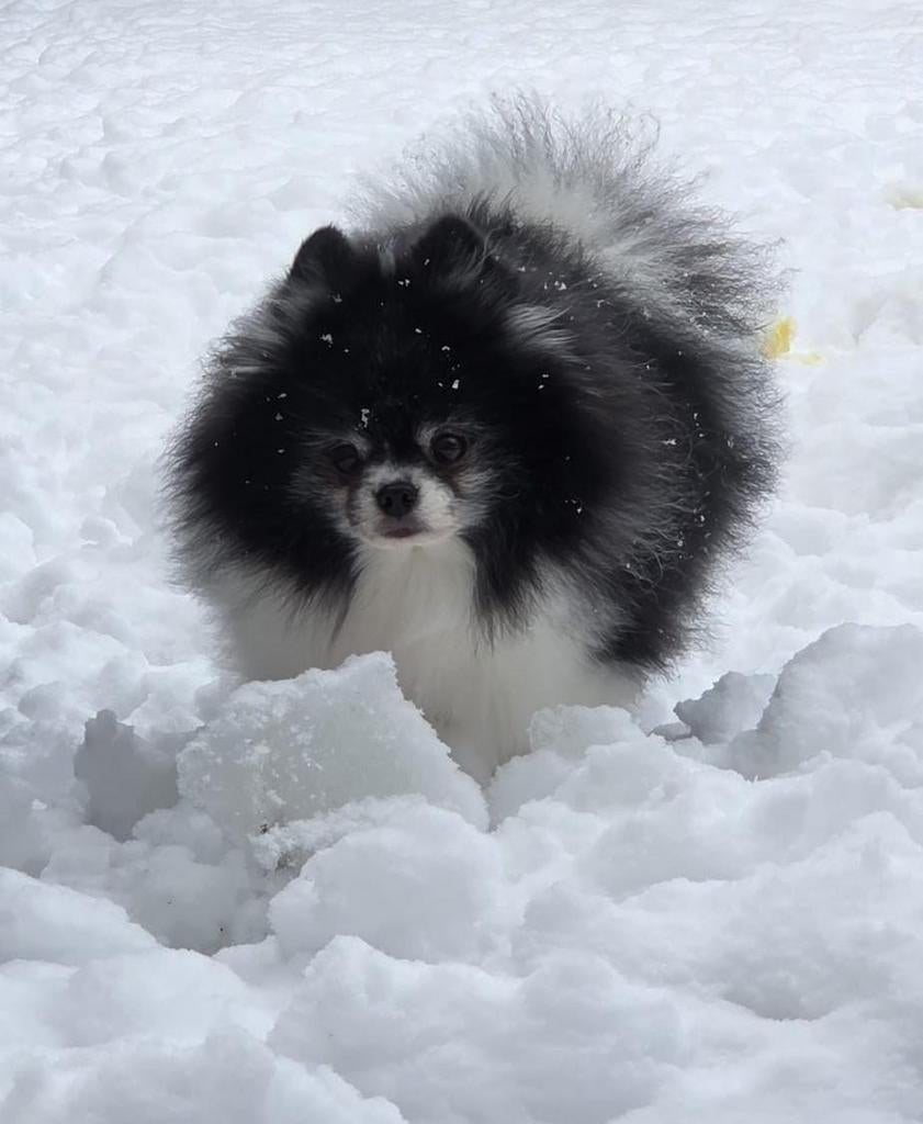 Ervaren pomeranian dekreu FCI stamboom, Dieren en Toebehoren, Honden | Dekreuen, 6 jaar of ouder, Reu, Parvo, Eén hond