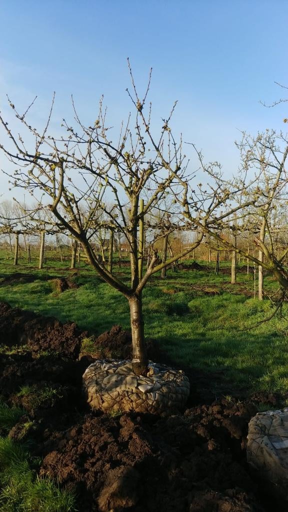 Struikvorm Kers Burlat 30 jaar, Tuin en Terras, Planten | Fruitbomen, Ophalen, 250 tot 400 cm, Kersenboom, Lente