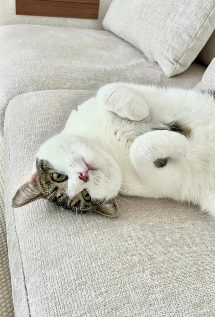 Kat, 0 tot 2 jaar