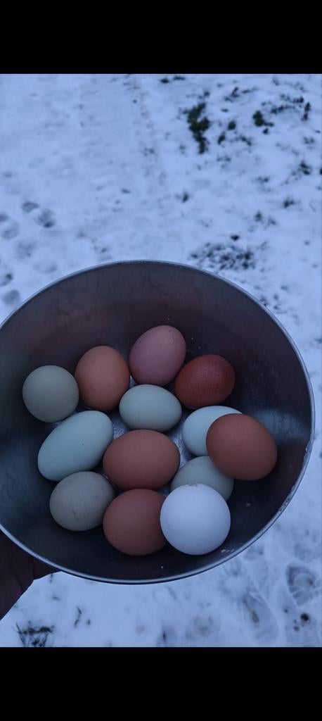 Broedeieren maran creamlegbar olijflegger, Dieren en Toebehoren, Pluimvee, Geslacht onbekend, Kip