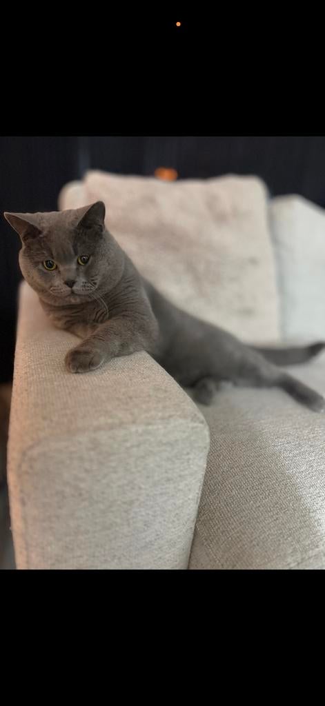 Dekkater Lieve Britse Korthaar ( +dekkingsgarantie )!!