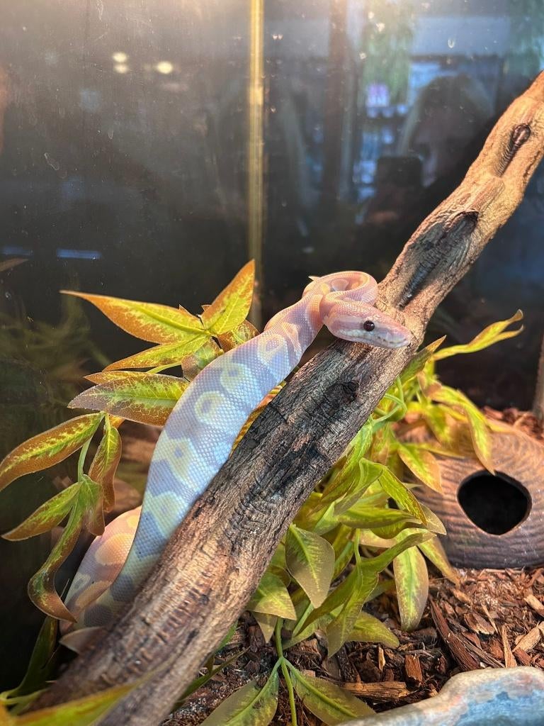 koningspython&balpythons, Dieren en Toebehoren, Reptielen en Amfibieën, Slang, 0 tot 2 jaar