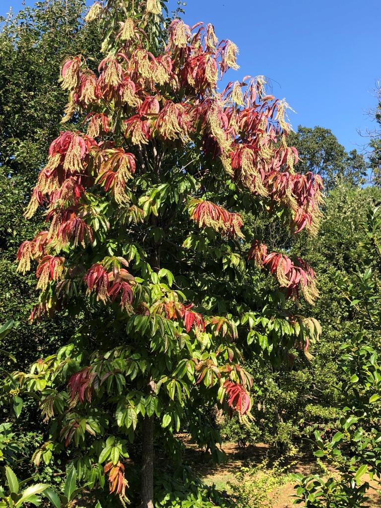 Oxydendrum arboreum, Zuurboom, grote maat!!! Zeldzaam 1350,-, Tuin en Terras, Planten | Bomen, Herfst, Overige soorten, 400 cm of meer