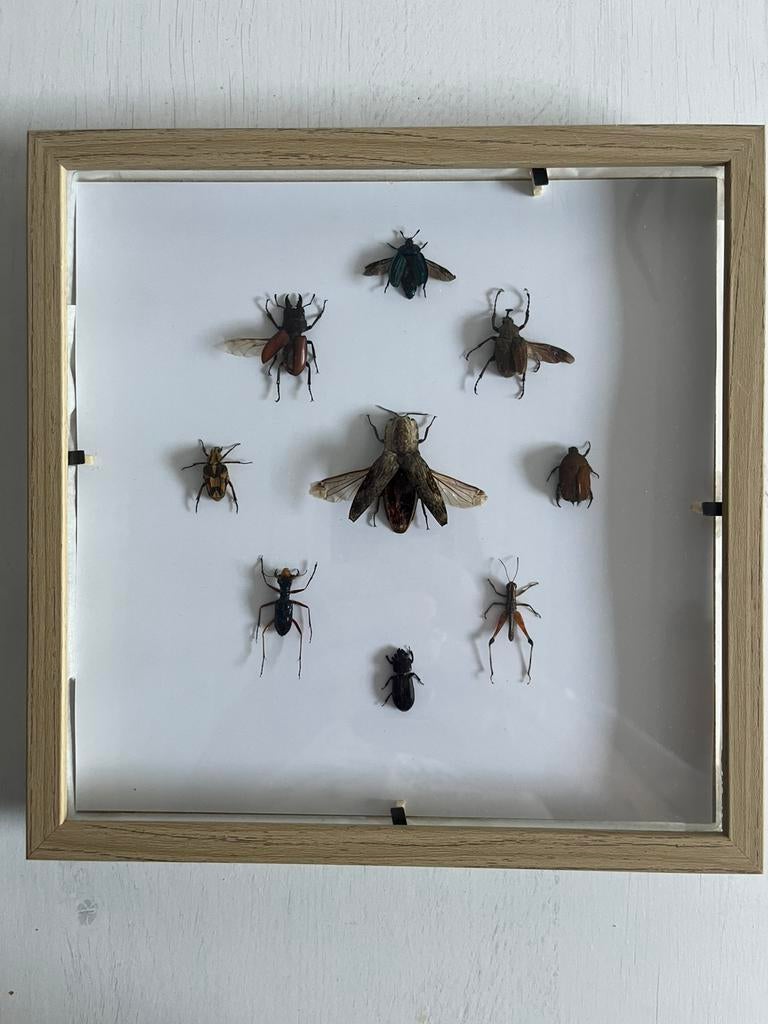 Mix indonesische ingelijste insecten., Overige soorten