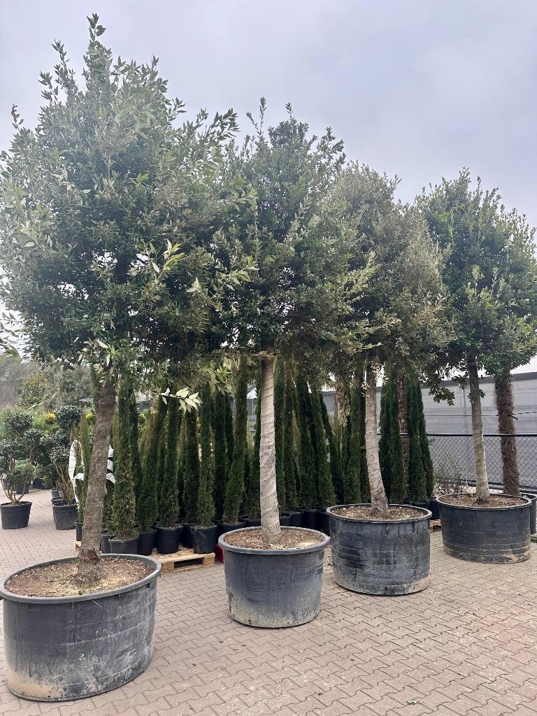 Steeneik 35/40 cm stamomtrek - Quercus ilex 35/40 te koop!!!, Zomer, 400 cm of meer, Volle zon, In pot