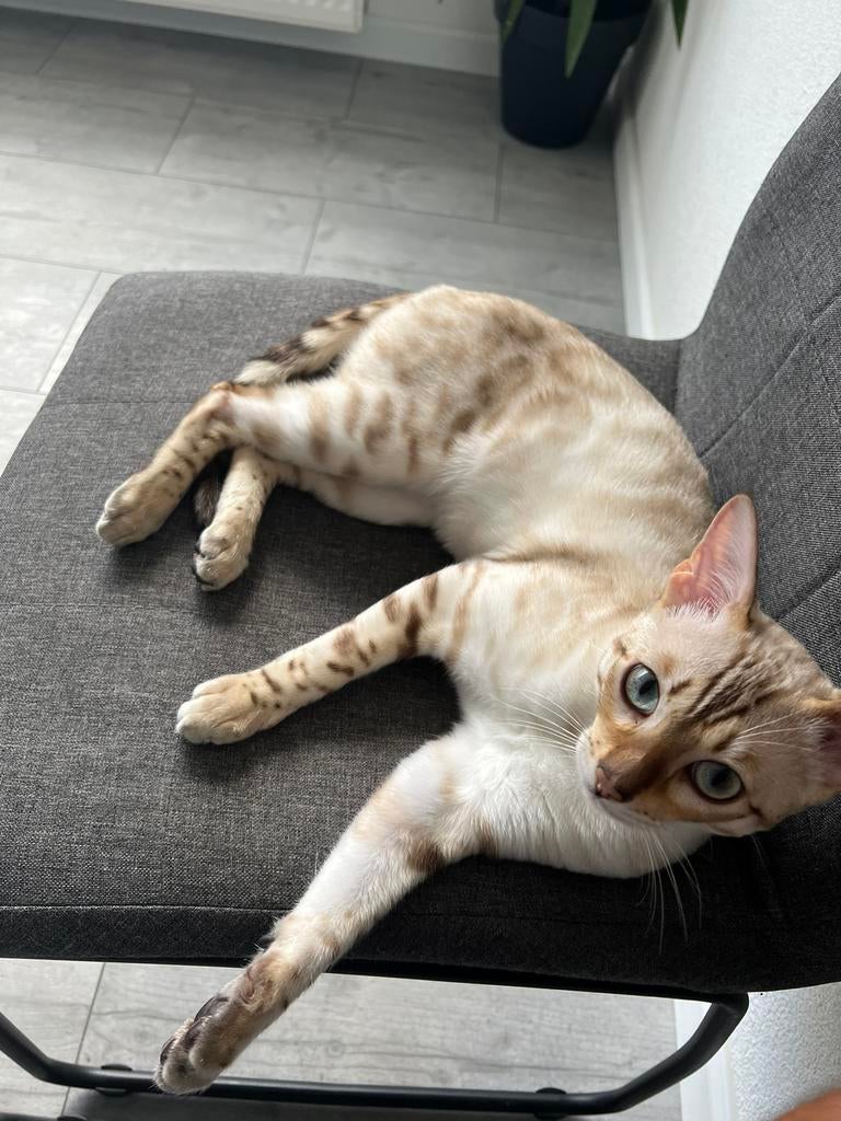 100% Bengaalse Dekkater Snow Lynx Bengaal, 0 tot 2 jaar