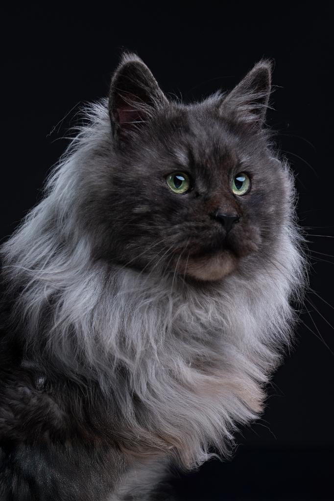 2 Maine Coon Dekkaters (niet te koop), Kater, Met stamboom