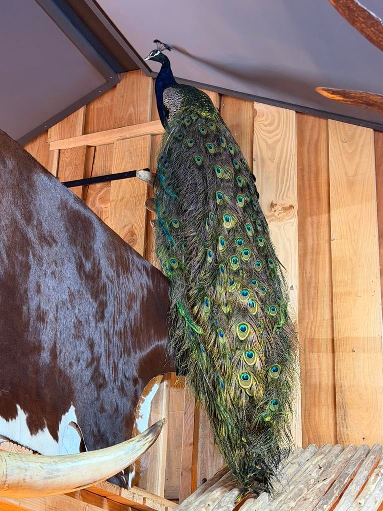 Opgezette pauw opgezet nieuw taxidermie pauwen, Ophalen, Nieuw, Vogel, Opgezet dier