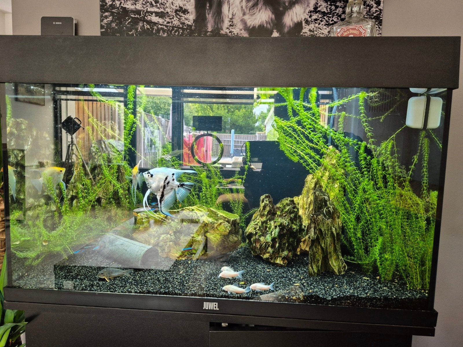 Compleet aquarium 80 cm, Dieren en Toebehoren, Vissen | Aquaria en Toebehoren, Ophalen, Zo goed als nieuw, Gevuld zoetwateraquarium