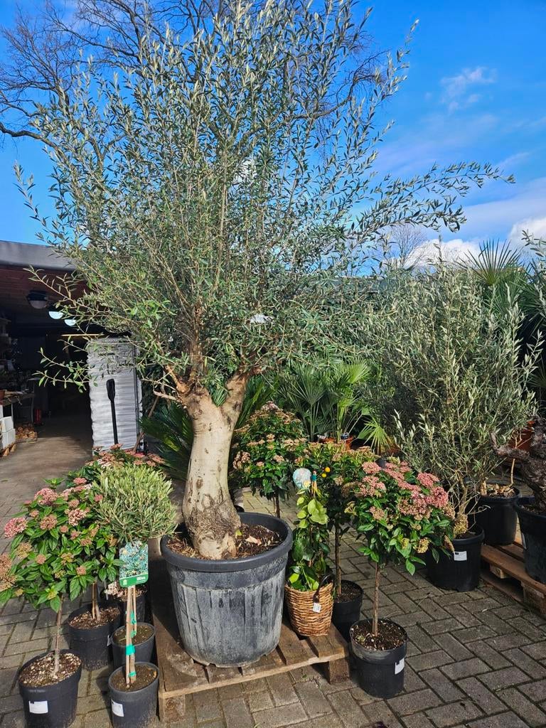 Olijfboom foto 1 en 2: 90 euro +/- 160 hoog in pot, Tuin en Terras, Planten | Bomen, 100 tot 250 cm, Olijfboom, Zomer, Ophalen