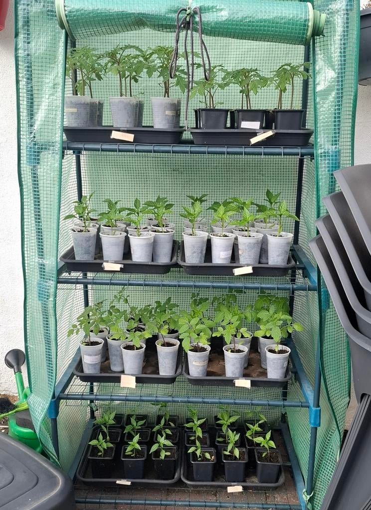 Planten, Tuin en Terras, Planten | Tuinplanten, Ophalen, Eenjarig, Groenteplanten, Volle zon