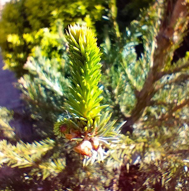 Kerstboom in pot supermooi met mooie uitlopers winterhard, Tuin en Terras, Planten | Bomen, Bloeit niet, Overige soorten, 100 tot 250 cm