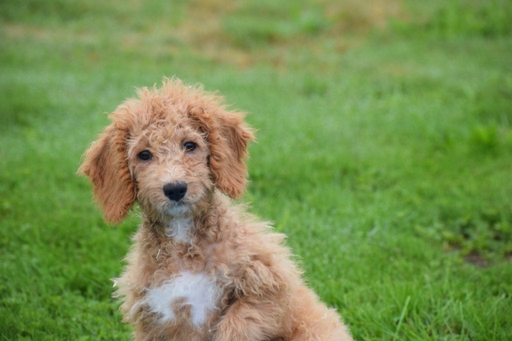 Maltipoo pups mooie keuze, België, 15 weken tot 1 jaar, Meerdere, Meerdere dieren