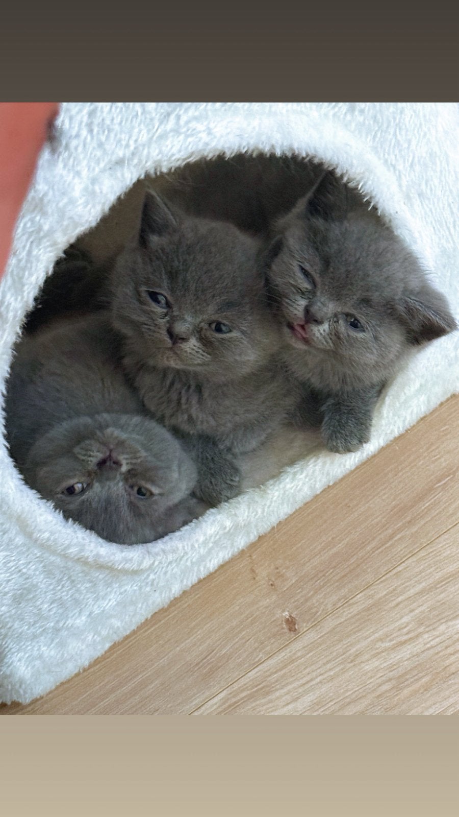 Prachtige Britse korthaar kittens, Meerdere dieren, Ontwormd