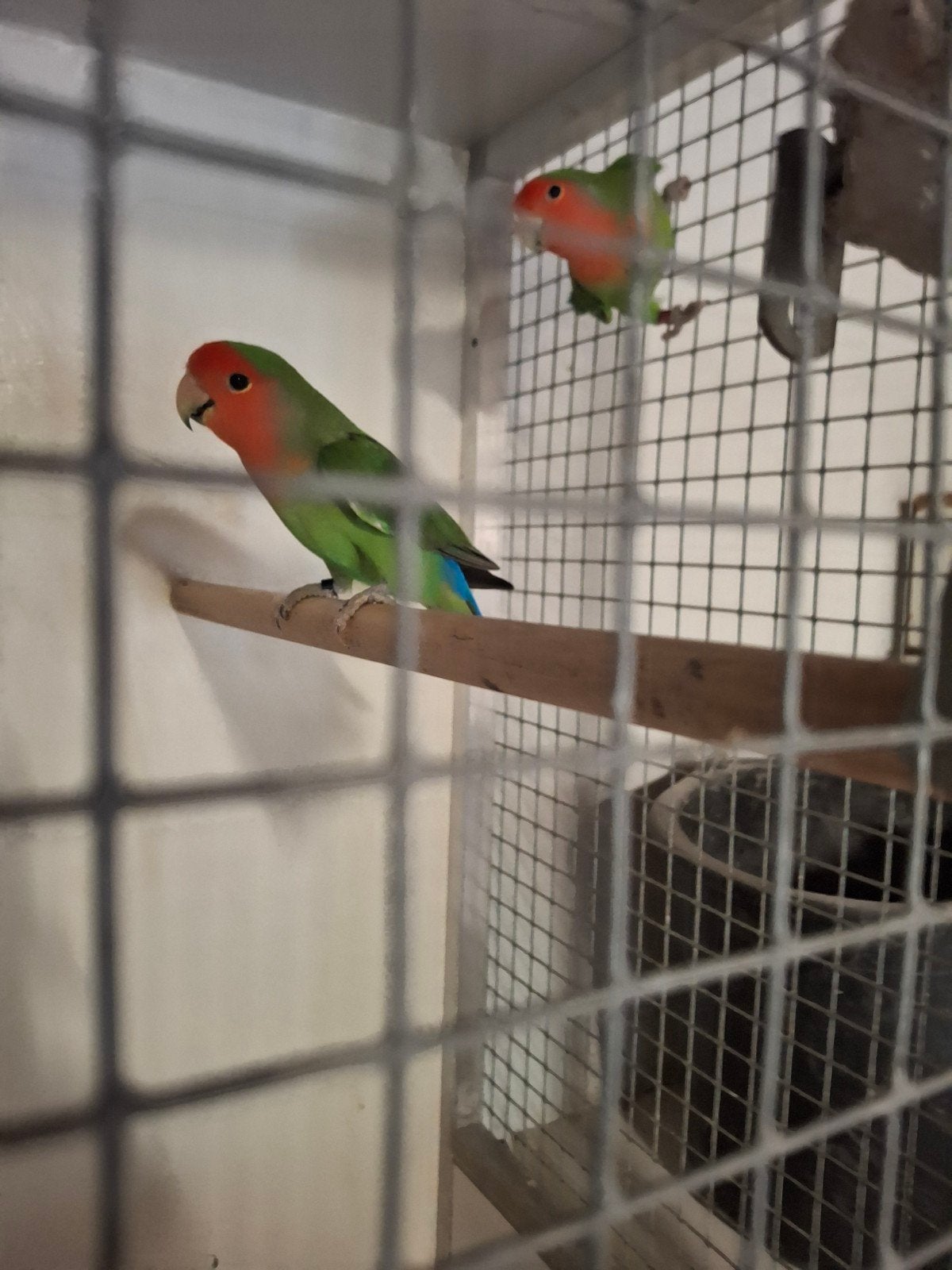 Agapornis roseicollie, Dieren en Toebehoren, Vogels | Parkieten en Papegaaien, Mannelijk, Dwergpapegaai of Agapornis